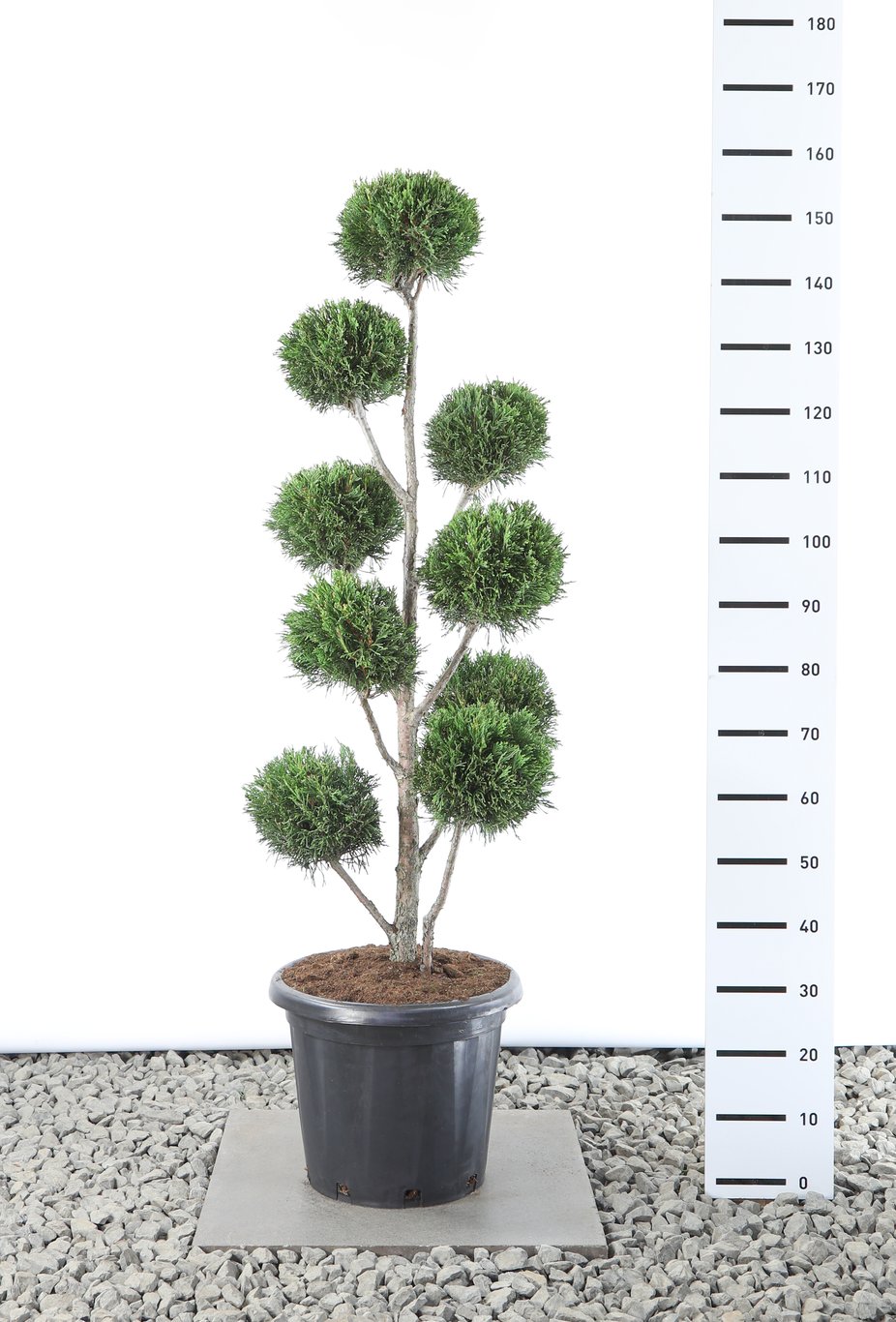 Cupressocyparis l. 'Tweeduizendéén' - 100-125 CM PonPon EXTRA in Cont.